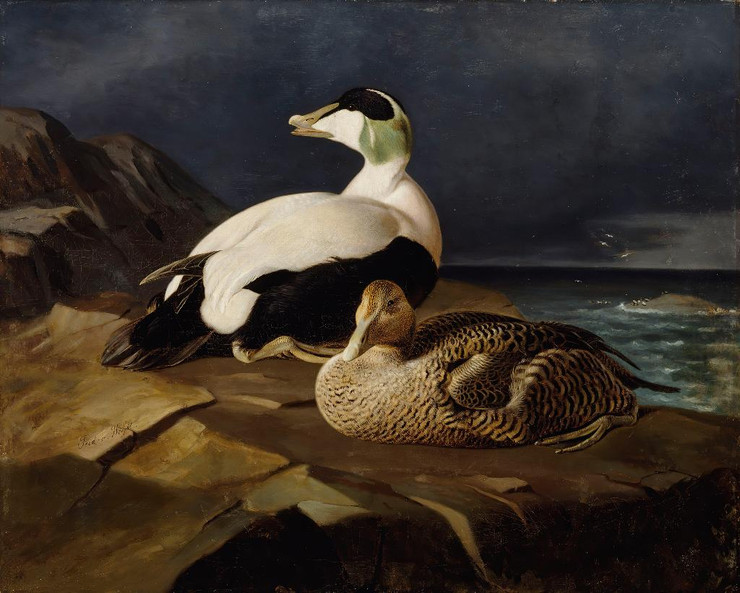Pair Of Common Eiders On A Rock (1869) (PRT_15391) - Canvas Art Print - 30in X 24in