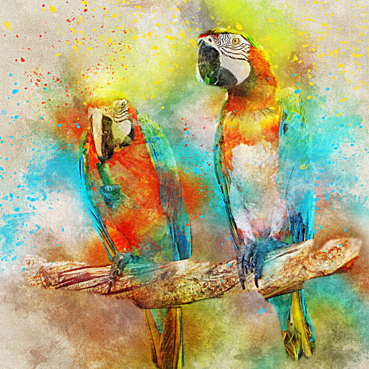 Bird Parrots  (PRT_7809_67378) - Canvas Art Print - 26in X 26in