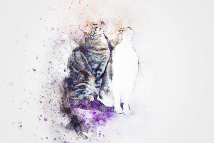 Cat Pet  (PRT_7809_67829) - Canvas Art Print - 24in X 16in