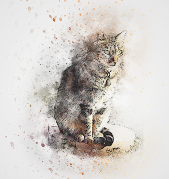 Cat Pet  (PRT_7809_67821) - Canvas Art Print - 24in X 25in