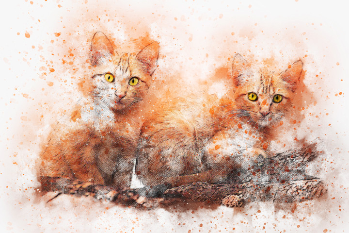 Cat Looking Kitty  (PRT_7809_67793) - Canvas Art Print - 24in X 16in