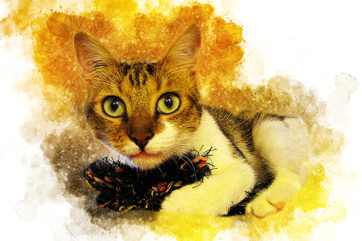 Cat Looking   (PRT_7809_67791) - Canvas Art Print - 24in X 16in