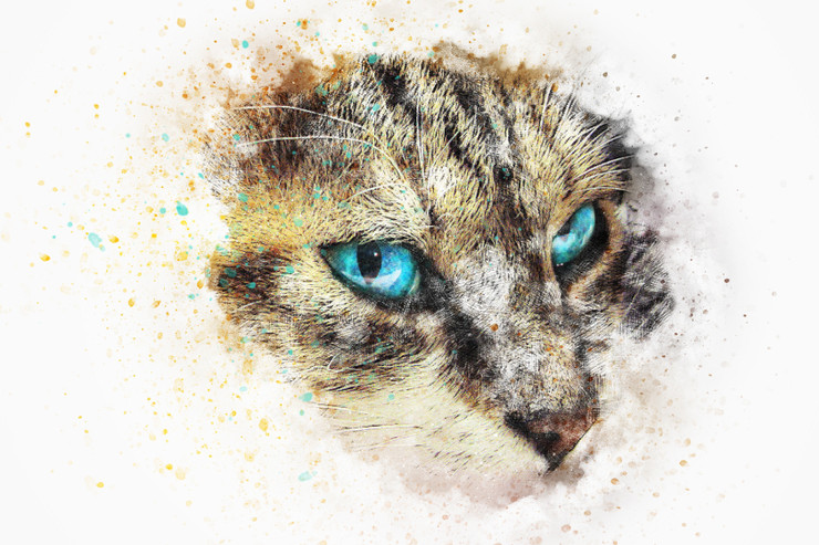 Cat Kitty  (PRT_7809_67783) - Canvas Art Print - 24in X 16in