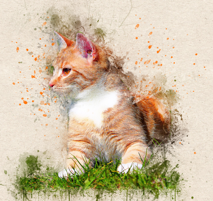 Cat Kitty  (PRT_7809_67775) - Canvas Art Print - 24in X 22in