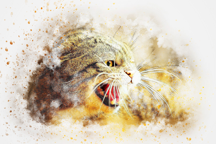 Cat_Angry (PRT_7809_67705) - Canvas Art Print - 23in X 15in