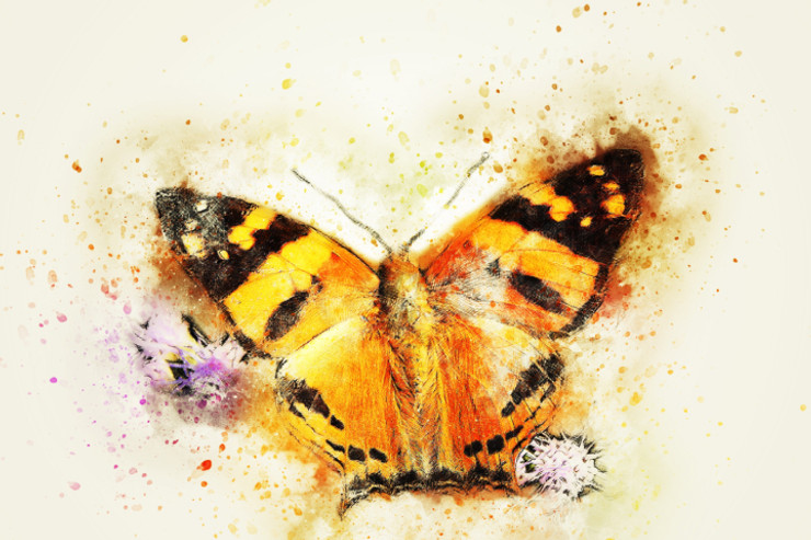 Butterfly Insect (PRT_7809_67675) - Canvas Art Print - 28in X 18in