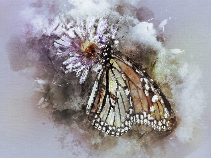 Butterfly  (PRT_7809_67674) - Canvas Art Print - 26in X 19in