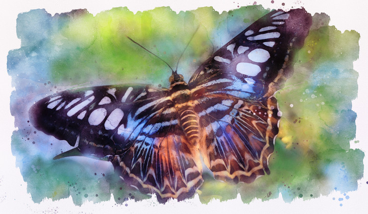 Butterfly Tropical  (PRT_7809_67673) - Canvas Art Print - 26in X 15in