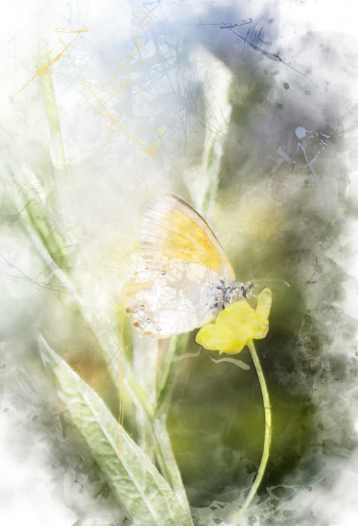 Butterfly_Insect (PRT_7809_67664) - Canvas Art Print - 20in X 29in