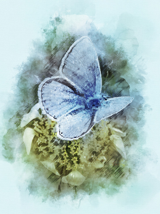 Butterfly Flower (PRT_7809_67661) - Canvas Art Print - 18in X 24in