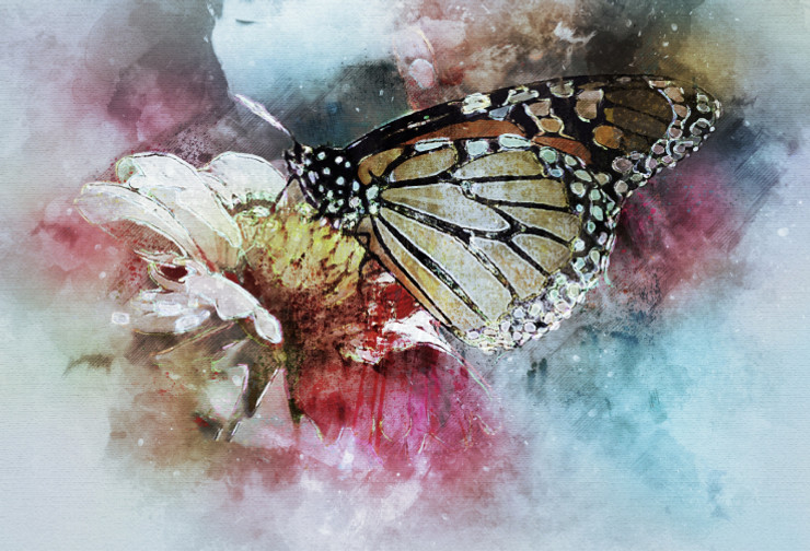 Butterfly Flower  (PRT_7809_67658) - Canvas Art Print - 26in X 17in