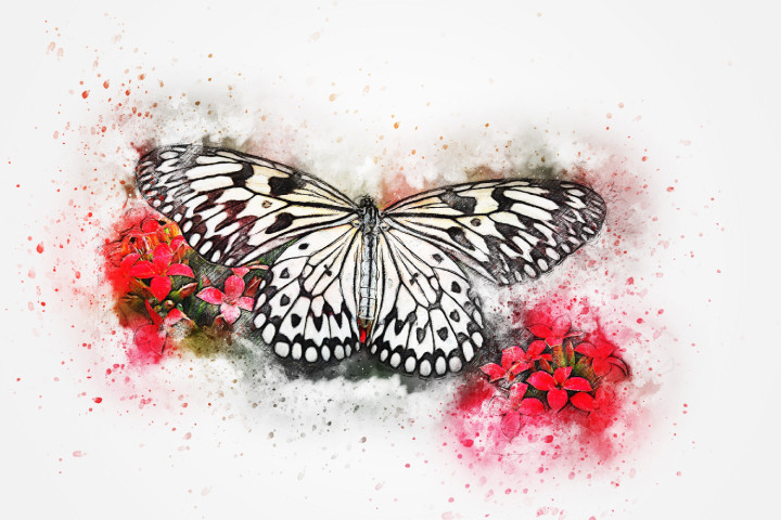 Butterfly Animal  (PRT_7809_67656) - Canvas Art Print - 24in X 16in