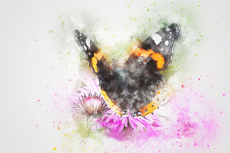 Butterfly Animal  (PRT_7809_67653) - Canvas Art Print - 26in X 18in