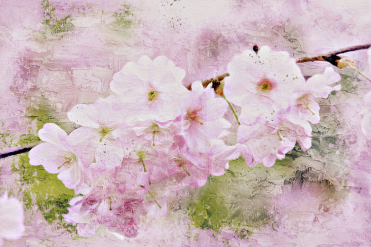 Cherry Blossoms  (PRT_7809_67926) - Canvas Art Print - 26in X 17in