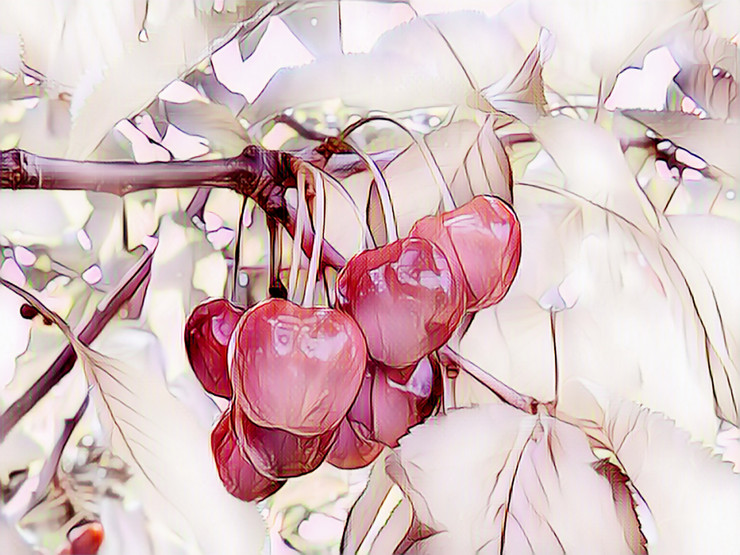 Cherries  (PRT_7809_67925) - Canvas Art Print - 24in X 18in