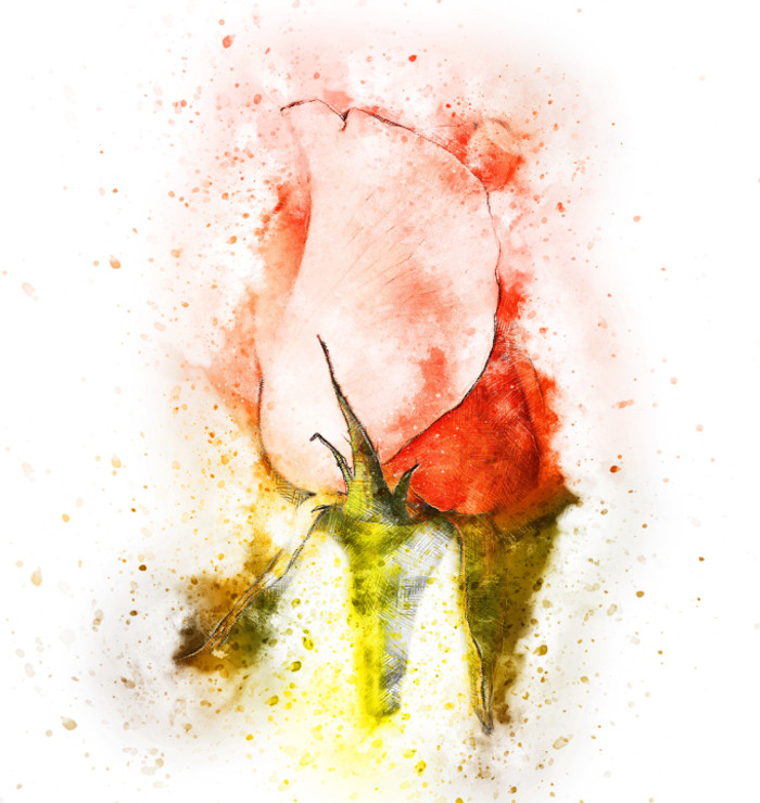 Flower Rose white (PRT_7809_70231) - Canvas Art Print - 26in X 17in