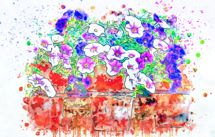 Flowers Pot  (PRT_7809_70410) - Canvas Art Print - 24in X 15in