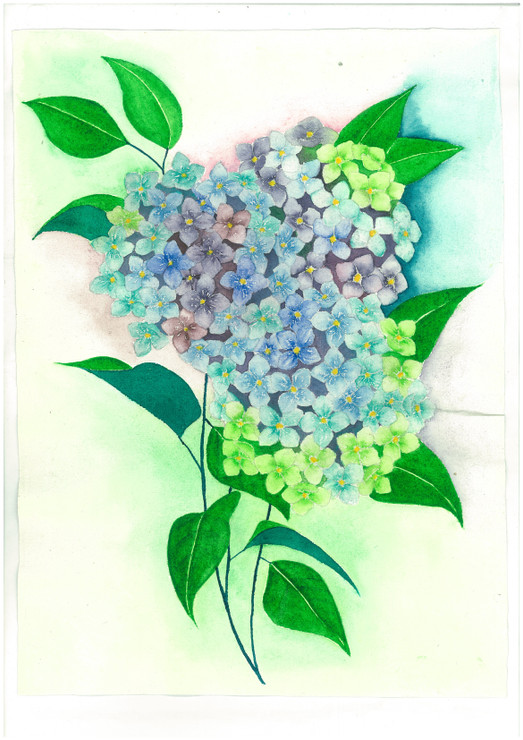 Hydrangeas in color (ART_8905_72334) - Handpainted Art Painting - 11in X 15in