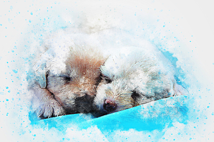 Dogs Pet Cute sleeping  (PRT_7809_73008) - Canvas Art Print - 26in X 17in