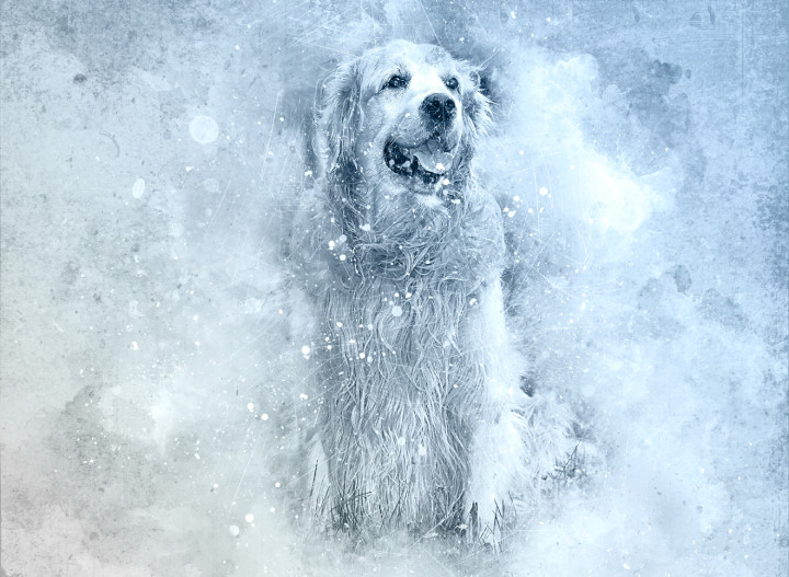Dog Retriever  (PRT_7809_72993) - Canvas Art Print - 26in X 17in