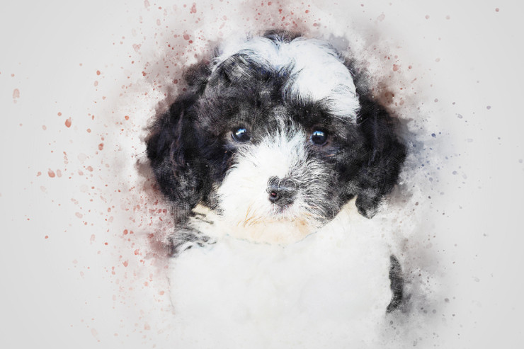 Dog Portrait Cute  (PRT_7809_72988) - Canvas Art Print - 26in X 17in