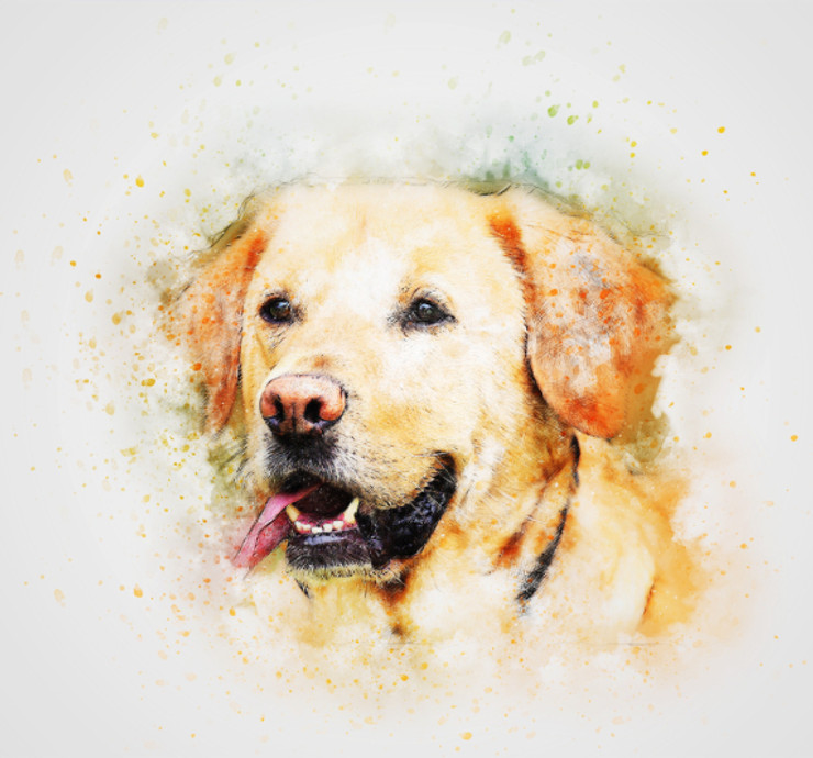 Dog Pet Labrador  (PRT_7809_72978) - Canvas Art Print - 24in X 22in