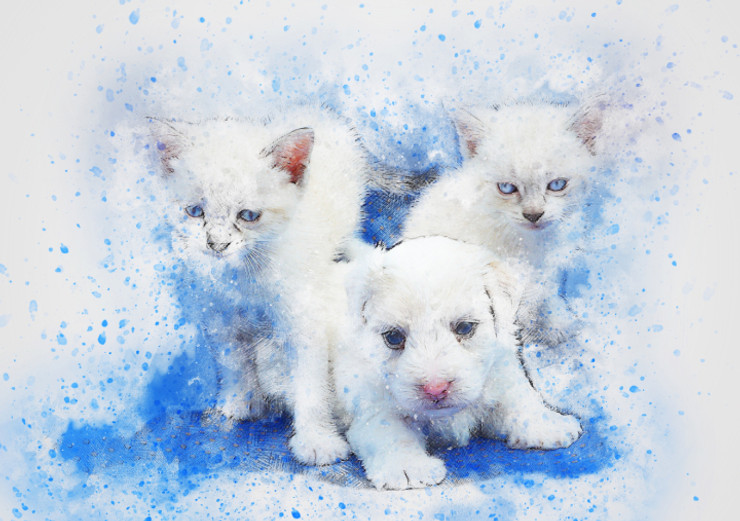 Dog Cats  (PRT_7809_72973) - Canvas Art Print - 26in X 17in