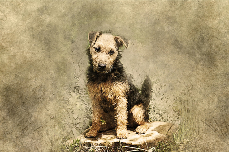 Dog_Animal_Terrier (PRT_7809_72970) - Canvas Art Print - 26in X 17in