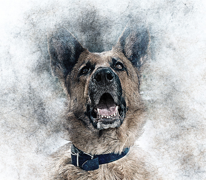 Dog 28  (PRT_7809_73174) - Canvas Art Print - 26in X 17in
