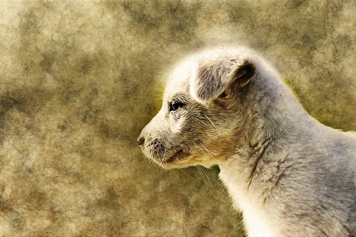 Dog 26  (PRT_7809_73172) - Canvas Art Print - 26in X 17in
