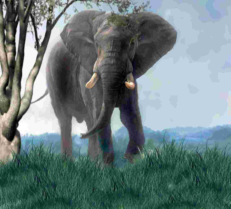 Wild Elephant In Jungle (PRT_8645_73513) - Canvas Art Print - 18in X 17in