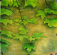 Leaves01 - 32in X 32in,FIZ004NTR_3232,Green,80X80,Flowers, Animals, Nature Art Canvas Painting