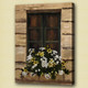 flower, blossom,flower in window