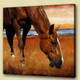 horse, brown horse