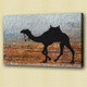 animal, camel, camel in desert, walking camel