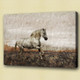 horse, white horse, galloping horse, galloping white horse , running horse