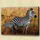 zebra, jungle, two zebra, forest, zebra in forest, standing zebra, wild animal, wild life, mother and child