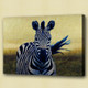 zebra, jungle, two zebra, forest, zebra in forest, standing zebra, wild animal, wild life, mother and child
