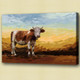 cow, brown cow
