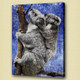 koala,stocky animal,wild life,wild animal,zoo  animal baby koala