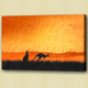 Kangaroo , polyphyletic grouping of species,Jumping animal,Wild Animal,Zoo animal