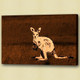 Kangaroo , polyphyletic grouping of species,Jumping animal,Wild Animal,Zoo animal
