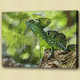 Chameleons or chamaeleons,lizardsquamate reptiles,Iguana