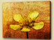 Flower,Florals, flowering plants ,Plantae
