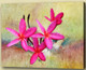 Flower,Florals, flowering plants ,Plantae