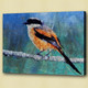 Birds,flying,aves,feathres,Beak