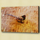 Birds,flying,aves,feathres,Beak