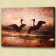 Birds,flying,aves,feathres,Beak