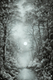 Moonlight 2 (PRT_8991_74974) - Canvas Art Print - 11in X 16in