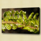 Fern leaf , vascular plants,mosses